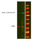 Anti-Phospho-MYBL2-Thr494/497 antibody (STJA0010052) – Figure 1 of 1