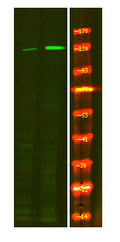 Anti-Phospho-NOS3-Ser114 antibody (STJA0010055) – Figure 1 of 1