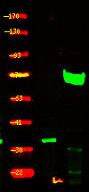 Anti-Phospho-FOXO3-Ser318 antibody (STJA0010058) – Figure 1 of 1