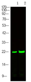 Anti-Phospho-CDKN1A-Ser129 antibody (STJA0010060) – Figure 1 of 1
