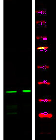 Anti-Phospho-GJA1-Ser282 antibody (STJA0010065) – Figure 1 of 1