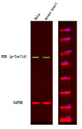 Anti-Phospho-FER-Tyr714 antibody (STJA0010076) – Figure 1 of 1