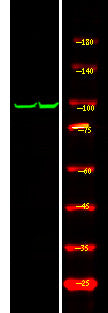 Anti-Phospho-GAB2-Tyr614 antibody (STJA0010078) – Figure 1 of 1