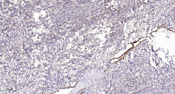 Anti-PDCD1 antibody (80-130) (STJA0010139) – Figure 1 of 1