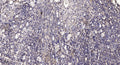 Anti-TPO antibody (651-700) (STJA0010157) – Figure 1 of 1