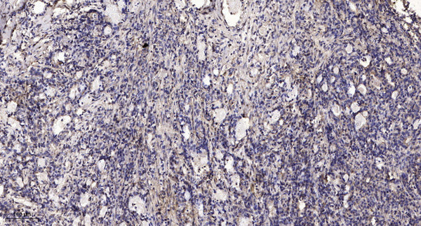 Anti-TPO antibody (651-700) (STJA0010157) – Figure 1 of 1