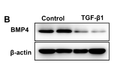 Anti-BMP4 antibody (STJA0010189) – Figure 1 of 1