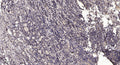 Anti-OPN1SW antibody (STJA0010212) – Figure 1 of 1