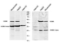 Anti-GSDME antibody (400-496) (STJA0010251) – Figure 1 of 1