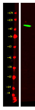 Anti-MCM10 antibody (N-Term) (STJA0010336) – Figure 1 of 1