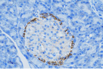 Anti-Glucagon antibody [SM0406] (STJA0010406) – Figure 1 of 1