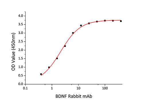 Human BDNF protein (Active Recombinant) (C-His) (STJP001258) – Figure 1 of 1
