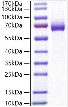 Mouse IL-2-RA/CD25 protein (Recombinant) (C-hFc) (STJP001474) – Figure 1 of 1