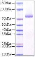 Human CLEC7A/Dectin-1/CD369 protein (Recombinant) (N-raFc) (STJP001517) – Figure 1 of 1
