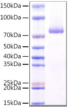 Human CLEC7A/Dectin-1/CD369 protein (Recombinant) (N-raFc) (STJP001517) – Figure 1 of 1