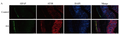 Goat Anti-Mouse IgG Heavy & Light Chain antibody {Alexa Fluor 488} (STJS000301) – Figure 1 of 1