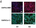 Goat Anti-Rabbit IgG Heavy & Light Chain antibody {Alexa Fluor 488} (STJS000304) – Figure 1 of 1