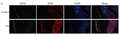 Goat Anti-Rabbit IgG Heavy & Light Chain antibody {Alexa Fluor 568} (STJS000433) – Figure 1 of 1