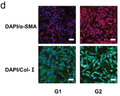 Goat Anti-Rabbit IgG Heavy & Light Chain antibody {Alexa Fluor 594} (STJS000476) – Figure 1 of 1