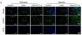 Goat Anti-Rabbit IgG antibody {Dylight 488} (STJS000773) – Figure 1 of 1