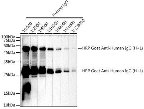 Goat Anti-Human IgG H&L antibody {HRP} (STJS000853) – Figure 1 of 1