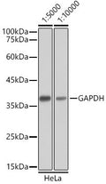 Goat Anti-Mouse IgG H&L antibody {HRP} (STJS000854) – Figure 1 of 1