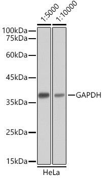 Goat Anti-Mouse IgG H&L antibody {HRP} (STJS000854) – Figure 1 of 1