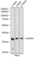 Goat Anti-Rabbit IgG H&L antibody {HRP} (STJS000856) – Figure 1 of 1