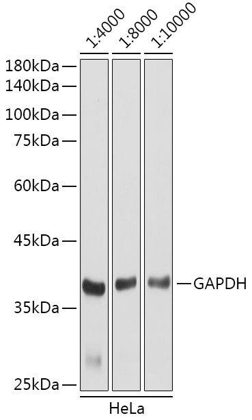 Goat Anti-Rabbit IgG H&L antibody {HRP} (STJS000856) – Figure 1 of 1