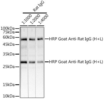 Goat Anti-Rat IgG H&L antibody {HRP} (STJS000857) – Figure 1 of 1