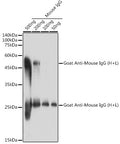 Goat Anti-Mouse IgG H&L antibody {Unconjugated} (STJS000858) – Figure 1 of 1