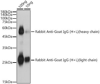 Rabbit Anti-Goat IgG H&L antibody {Unconjugated} (STJS000860) – Figure 1 of 1