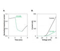 Kaliotoxin-1