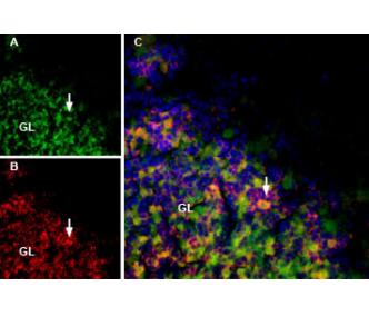 MmTx1 Toxin-ATTO Fluor-488