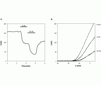 Pandinotoxin Kα