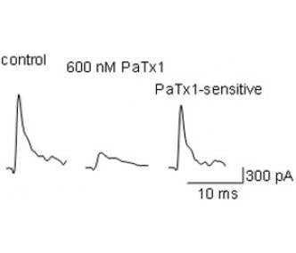 Phrixotoxin-1