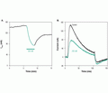 Phrixotoxin-2