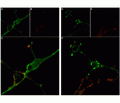 Stichodactyla Toxin-ATTO Fluor-590