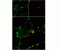 Tertiapin-Q-ATTO Fluor-633