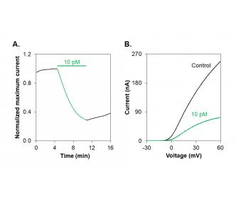 Vm24 Toxin