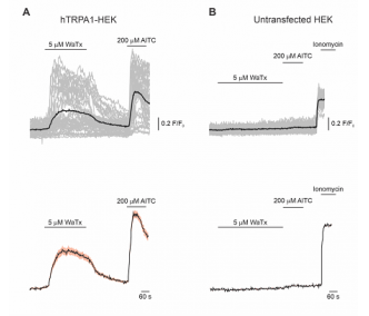 Wasabi Receptor Toxin