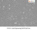 Cas9 Expressing SH-EP Cell Line | Applied Biological Materials (abm)