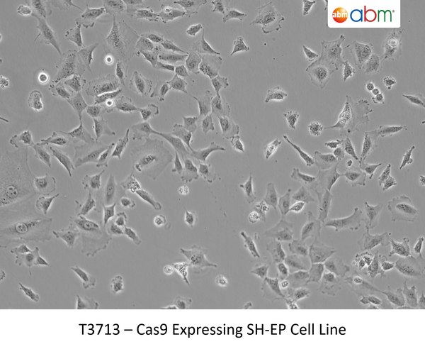 Cas9 Expressing SH-EP Cell Line | Applied Biological Materials (abm)