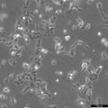 SV-HUC-1 cell