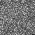 SV40 MES 13 cell