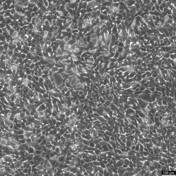 SV40 MES 13 cell