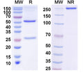 SDS-PAGE for Anti-Pig CD163 Antibody (2A10)