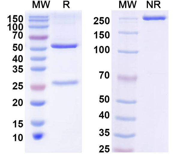 SDS-PAGE for Anti-Pig CD163 Antibody (2A10)