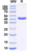 SDS-PAGE for Anti-Pig CD163 Antibody (2G01).