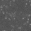 SVEC4-10 cell